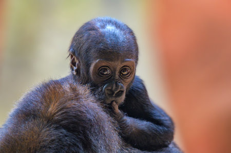 Western lowland gorilla baby riding on the back of its motherの写真素材