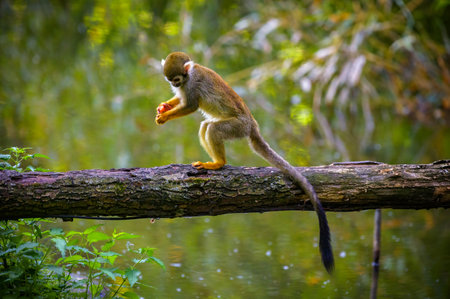 Common Squirrel Monkey on a Tree Branch above Waterの写真素材