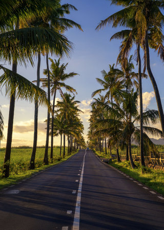 A picturesque road lined with tall palm trees in Bel Ombre, Mauritius, bathed in warm sunset light, with lush greenery and distant mountains in the background.の写真素材