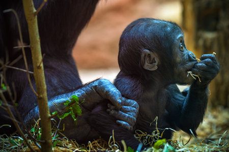 Infant western lowland gorilla eating straw while being gently held by an adult gorilla.の写真素材