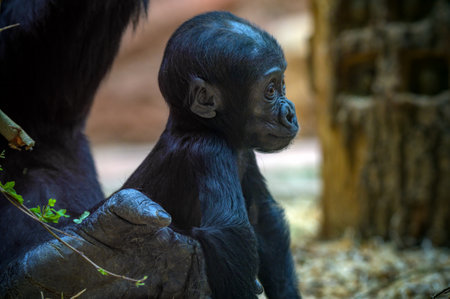 Young western lowland gorilla sits calmly while being gently held by an adult gorilla.の写真素材