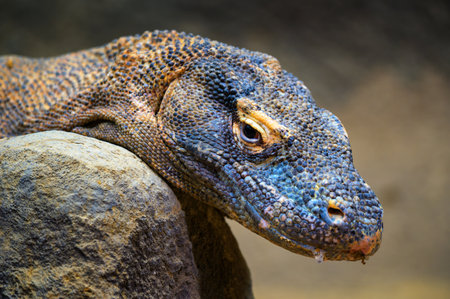 Detailed close-up of a Komodo dragons head, showing textured skin and intense eye expression.の写真素材