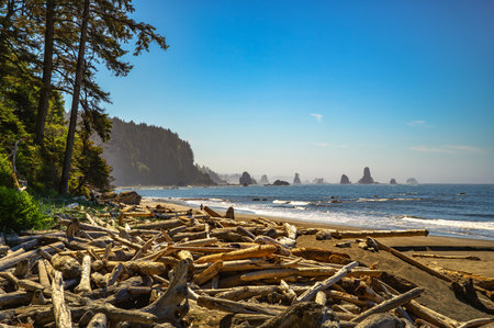 View of driftwood-covered shore and sea stacks along La Push Third Beach on a clear sunny day in...