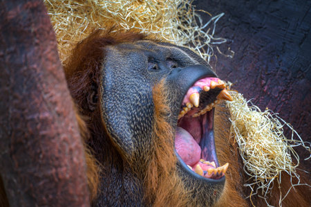 A male Sumatran orangutan yawns widely, showing teeth and prominent facial features in detail.の写真素材