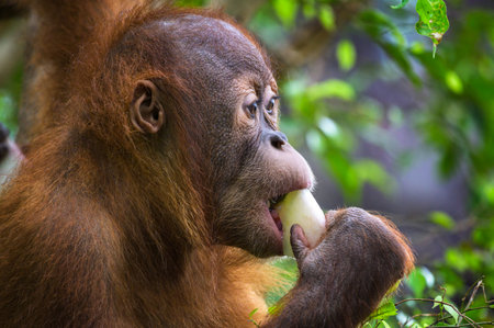 Young orangutan with reddish fur holding and eating a piece of fruit in a green forest setting. Orangutans are highly intelligent primates native to the rainforests of Borneo and Sumatra.の写真素材