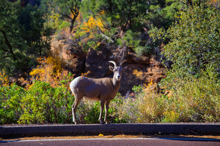 A bighorn sheep stands near the roadside with forest and canyon scenery in Zion National Park, Utahの写真素材