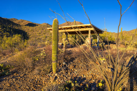 Picnic shelter surrounded by cacti and desert terrain at Mam-A-Gah area along the King Canyon Trail in Saguaro National Park, Arizona.の写真素材