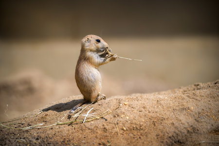 A prairie dog stands upright on a dirt mound, holding and chewing a piece of straw.の写真素材