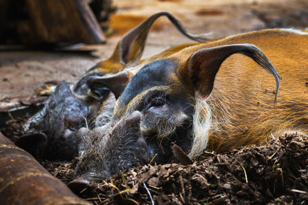 Close-up of a pair of Red River Hogs lying together on soil in a resting positionの写真素材