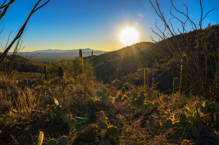 Sun setting over a cactus-covered hillside at King Canyon Trailhead in Saguaro National Park West near Tucson, Arizona.の写真素材