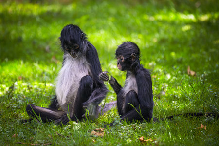 Adult Geoffroys spider monkey sitting on grass with its baby, holding a leaf.