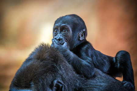 Close-up of a baby gorilla riding on the back of its mother, holding onto her fur while looking...