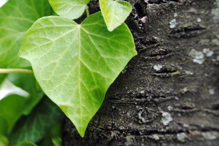 Green leaf on tree trunkの写真素材