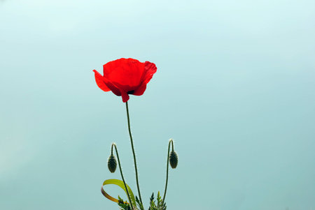 Poppy by the lakeの写真素材