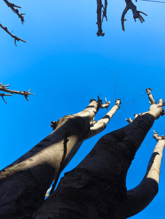 Looking Up at Tall Pruned Tree Branches Against Clear Blue Sky â€“ Spring Pruning, Growth and...