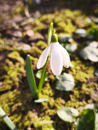 Snowdrop flowers blooming in the forest. First spring flowers.