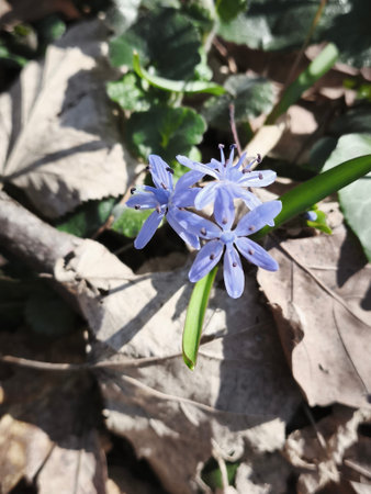 Blue snowdrop (Scilla siberica) in the forest