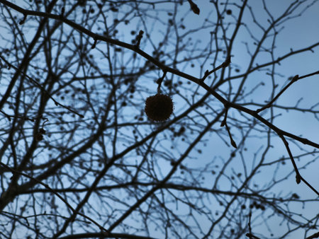 dry tree branches against the blue sky, close-up