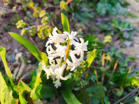 White hyacinth flower in the garden. Selective focus.