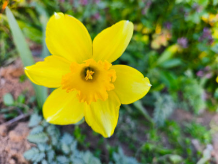 Yellow daffodil flower in the garden. Springtime.の写真素材