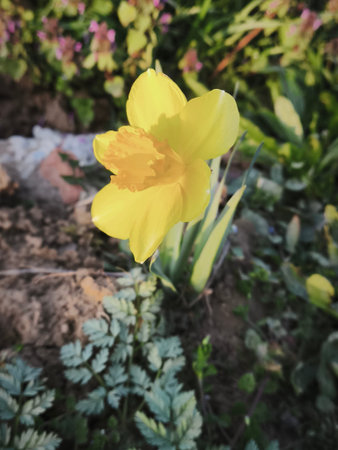 Yellow daffodil flower in the garden. Spring nature background.