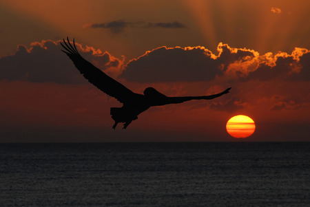 Pelican flying in sunsetの写真素材
