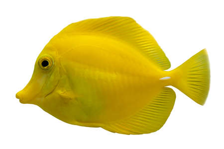 Tropical coral fish Yellow tang Zebrasoma flavescens isolated on white background