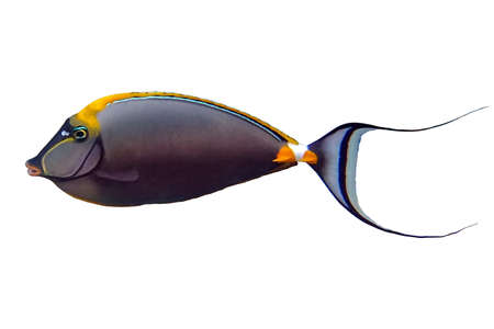 Tropical fish Orangespine unicornfish Naso elegans isolated on white background