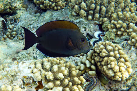 Coral fish -Dusky surgeon (Acanthurus nigrofoscus) on coral reef, Red sea