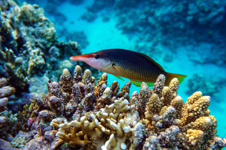 Coral fish, Indian Bird Wrasse - (Gomphosus caeruleus) - female, swimming in Red sea near coralsの写真素材