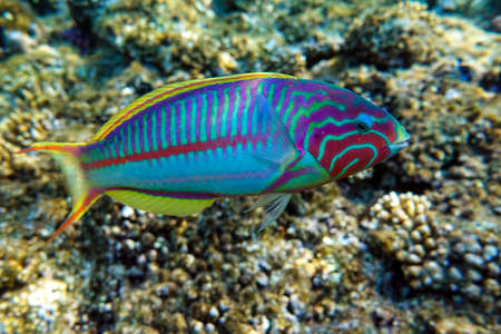Coral fish Thalassoma Klunzingeri (Wrasse) nearby a coral reef of the Red seaの写真素材