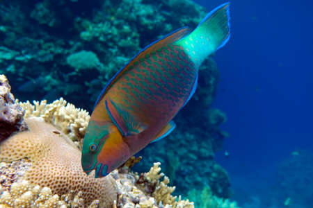 Parrot fish (Scarus frenatus) on the coral reef in Red sea, close up