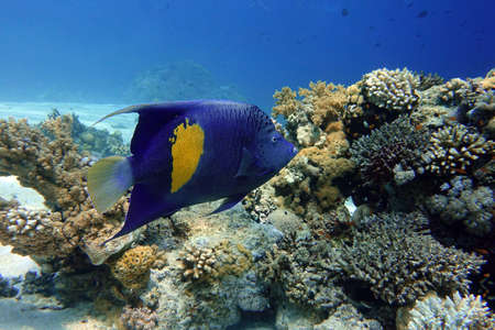 Yellowbar angelfish (Pomacanthus maculosus), also known as the halfmoon angelfish ,. coral fishの写真素材