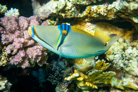 Picasso triggerfish (Rhinecanthus aculeatus), coral fish on the coral reef.