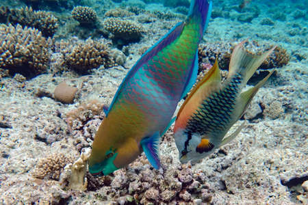 Parrot fish (Scarus frenatus) and Slingjaw wrasse (Epibulus insidiator) together, close up in Red...
