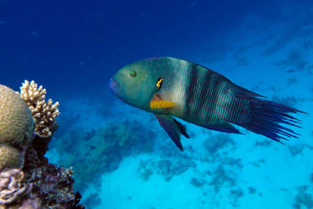Coral fish, Broomtail wrasse (Cheilinus lunulatus) at the Red Sea, coral reef