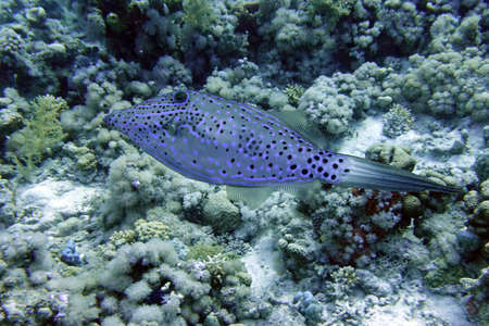 Scrawled Filefish (Aluterus scriptus) on Coral Reef in Red sea