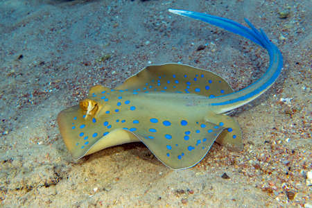 Bluespotted stingray (Taeniura lymma) in Red sea, close up