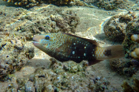 Bullethead parrotfish, initial phase - Chlorurus sordidus on coral reef, Red sea