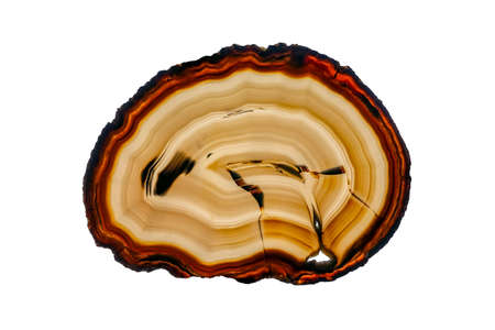 Polished slice of Agate and Quartz, isolated on a white background.の写真素材