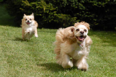 Two dogs are playing and chasing each other