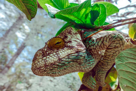 A chameleon species that is endemic to wild nature Madagascar. Detail - close up