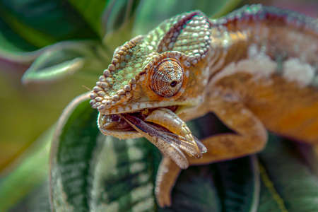 Chameleon hunts insects in the wild nature of Madagascarの写真素材