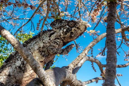 Panther Chameleon lat. Furcifer pardalis in wild nature Madagascar