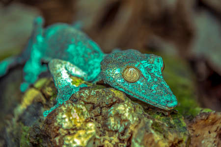 Gecko in wild nature Madagascar - close upの写真素材
