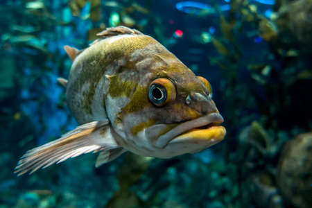 Quillback rockfish - Sebastes maliger, freshwater fish, close upの写真素材
