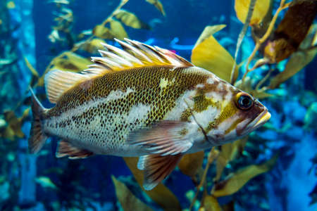 Quillback rockfish - Sebastes maliger, freshwater fishの写真素材