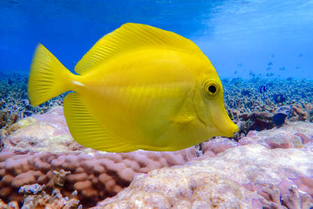 Yellow tang - Zebrasoma flavescens, Yellow fish on the coral reefの写真素材