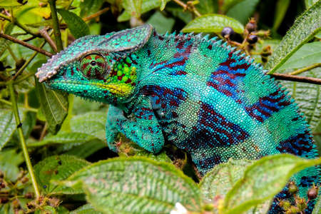 Panther Chameleon lat. Furcifer pardalis. Wild nature Madagascarの写真素材