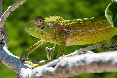 Common Chameleon - Chamaeleo chamaeleon, Detail. Wild nature Madagascarの写真素材